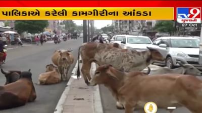 પાટીલનો દાવો કેટલો સાચો? રખડતાં પશુઓના ત્રાસમાંથી સુરત મુક્ત થયાનો દાવો, જાણો ગ્રાઉન્ડ રિયાલિટી