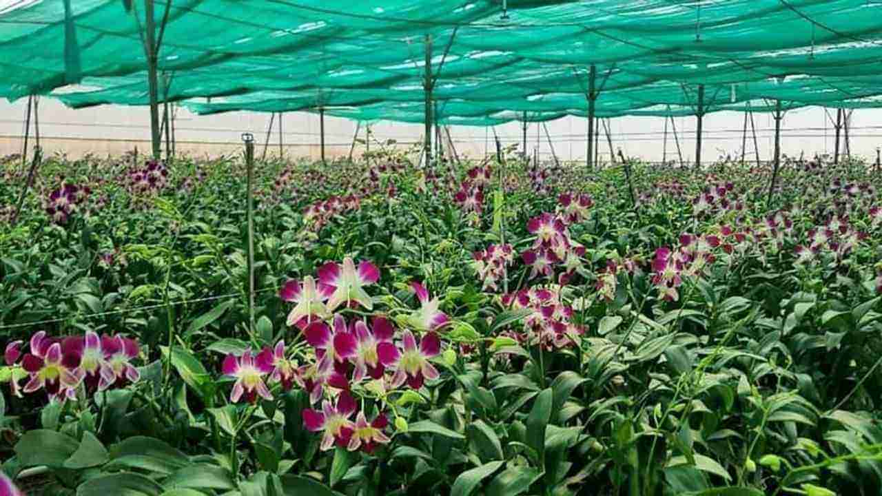 Orchid flower cultivation: હંમેશા ડિમાન્ડમાં રહેતા આ ફૂલની ખેતીથી ખેડૂતો કરે છે લાખોની કમાણી, જાણો શા માટે આ ફૂલ હોય છે આટલા મોંઘા
