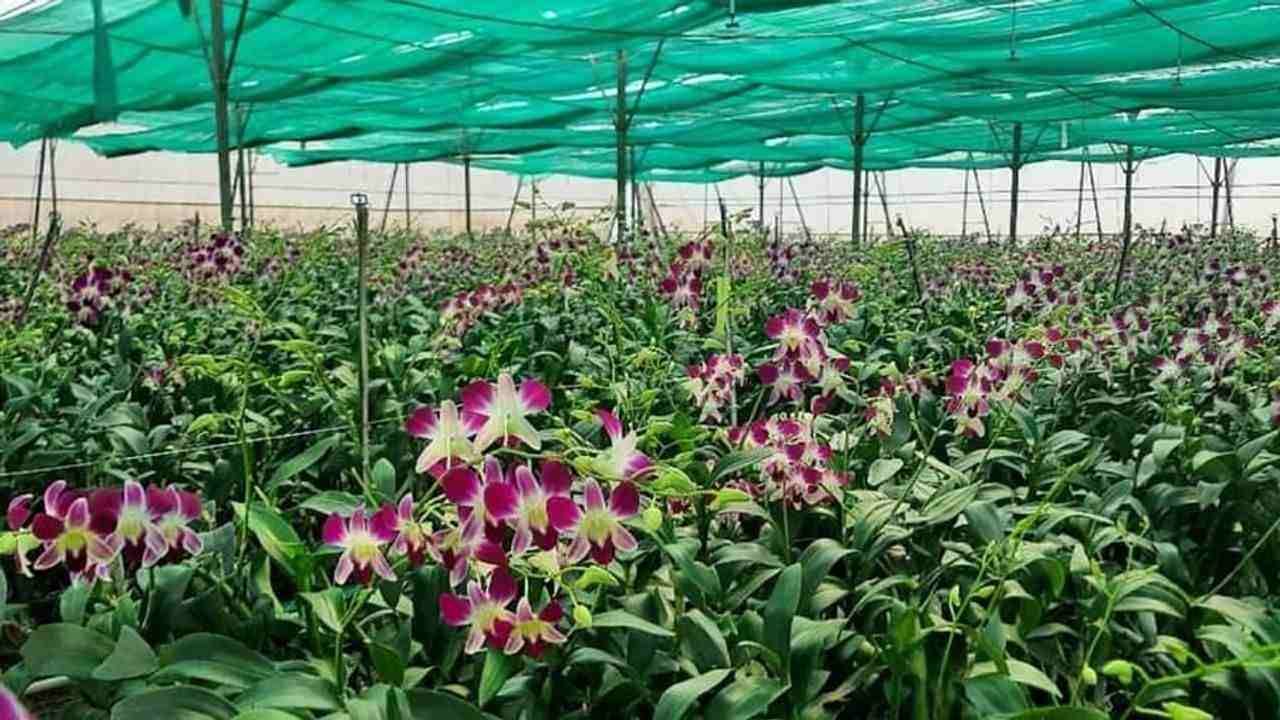 Orchid flower cultivation: હંમેશા ડિમાન્ડમાં રહેતા આ ફૂલની ખેતીથી ખેડૂતો કરે છે લાખોની કમાણી, જાણો શા માટે આ ફૂલ હોય છે આટલા મોંઘા