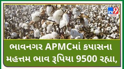 Mandi ભાવનગર APMCમાં કપાસના મહત્તમ ભાવ રૂપિયા 9500 રહ્યા, જાણો જુદા-જુદા પાકના ભાવ