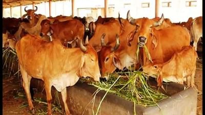 પશુપાલકોએ આ ઋતુ દરમિયાન દુધાળ પશુઓની સાર સંભાળ અને માવજત કેવી રીતે કરવી, જેથી રોગોથી બચાવી શકાય