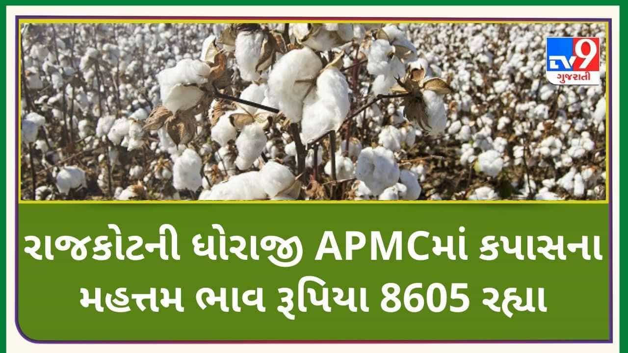 Mandi: રાજકોટના ધોરાજીની APMCમાં કપાસના મહત્તમ ભાવ રૂપિયા 8605 રહ્યા, જાણો જુદા-જુદા પાકના ભાવ
