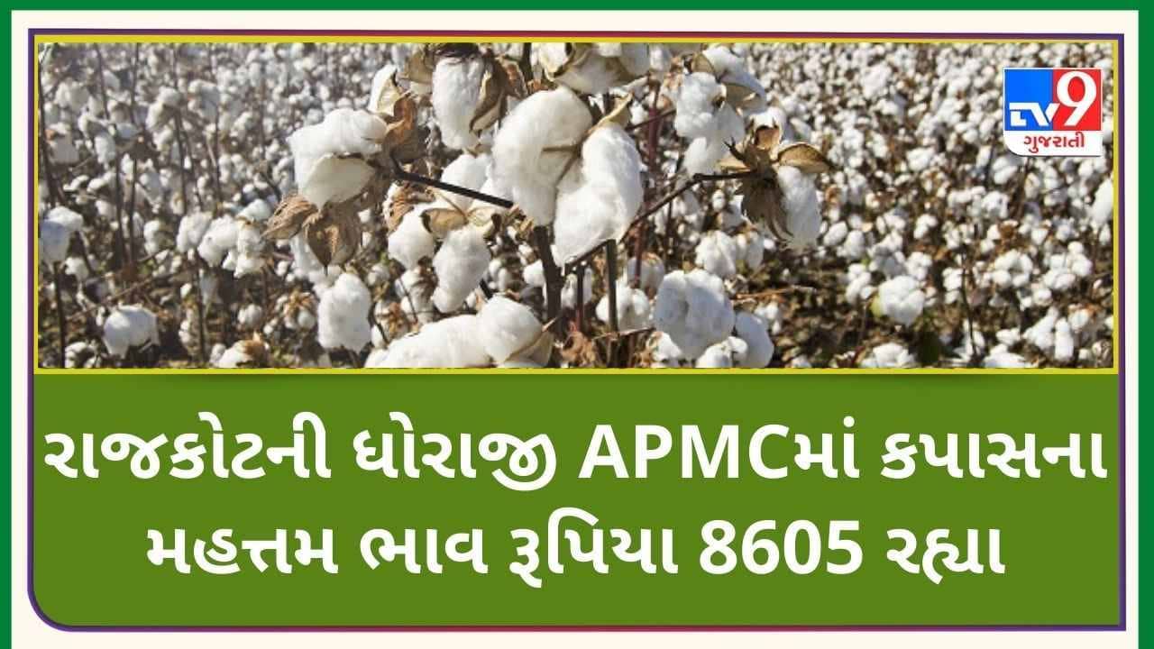 Mandi: રાજકોટના ધોરાજીની APMCમાં કપાસના મહત્તમ ભાવ રૂપિયા 8605 રહ્યા, જાણો જુદા-જુદા પાકના ભાવ