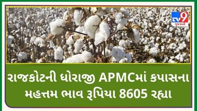 Mandi: રાજકોટના ધોરાજીની APMCમાં કપાસના મહત્તમ ભાવ રૂપિયા 8605 રહ્યા, જાણો જુદા-જુદા પાકના ભાવ Mandi: રાજકોટના ધોરાજીની APMCમાં કપાસના મહત્તમ ભાવ રૂપિયા 8605 રહ્યા, જાણો જુદા-જુદા પાકના ભાવ