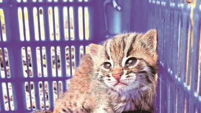 Maharashtra: વિશ્વની સૌથી નાની બિલાડીના 45 દિવસના બચ્ચાનું કરવામાં આવ્યું રેસ્ક્યુ, સુરક્ષિત રીતે છોડવામાં આવ્યું