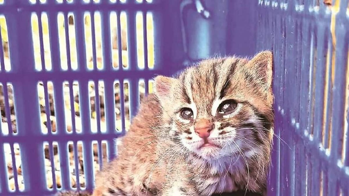 Maharashtra: વિશ્વની સૌથી નાની બિલાડીના 45 દિવસના બચ્ચાનું કરવામાં આવ્યું રેસ્ક્યુ, સુરક્ષિત રીતે છોડવામાં આવ્યું