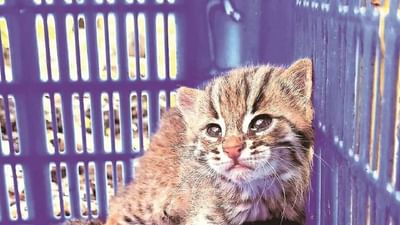 Maharashtra: વિશ્વની સૌથી નાની બિલાડીના 45 દિવસના બચ્ચાનું કરવામાં આવ્યું રેસ્ક્યુ, સુરક્ષિત રીતે છોડવામાં આવ્યું