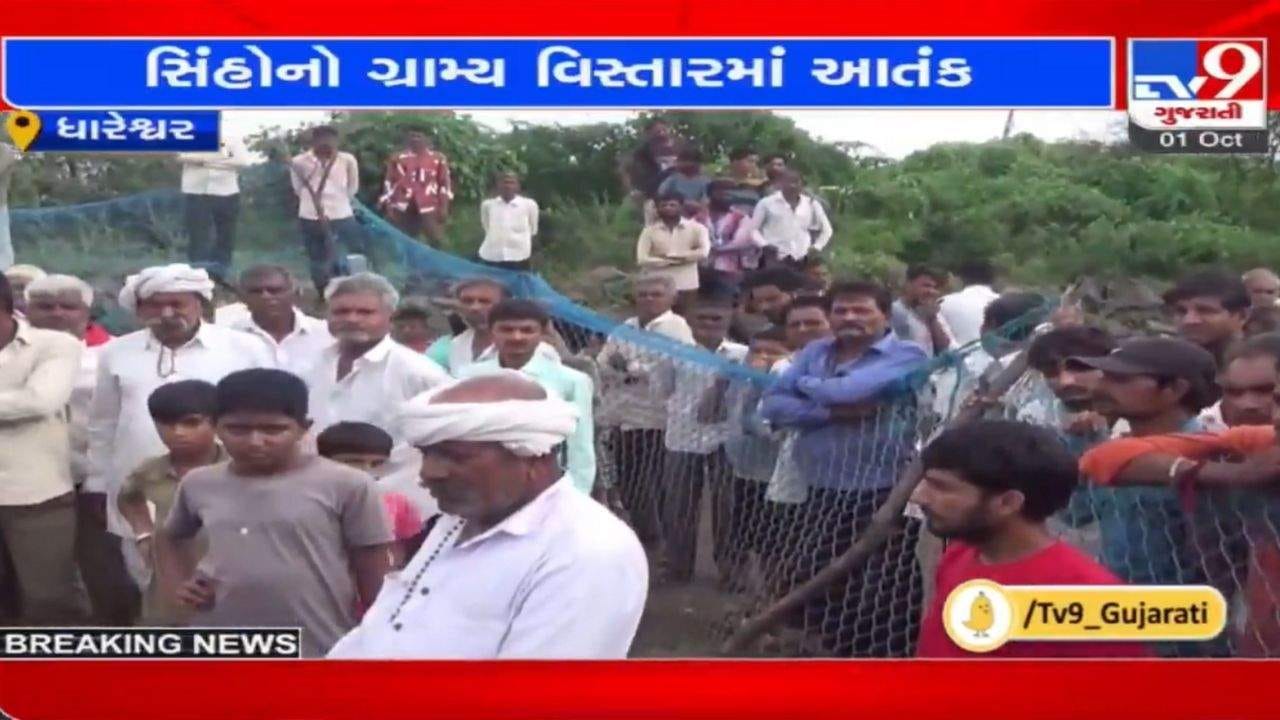 Amreli: સિંહોના ટોળાએ 50 ઘેટાંને મોતને ઘાટ ઉતાર્યા, માલધારી પરિવાર ઉપર આવી મોટી આફત Amreli: સિંહોના ટોળાએ 50 ઘેટાંને મોતને ઘાટ ઉતાર્યા, માલધારી પરિવાર ઉપર આવી મોટી આફત