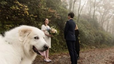 Viral Post : લગ્નમાં કપલ વચ્ચે કબાબમાં હડ્ડી બન્યો તેમનો પાલતું શ્વાન, તસવીરમાં વચ્ચે આવીને આપ્યુ આવું રિએક્શન