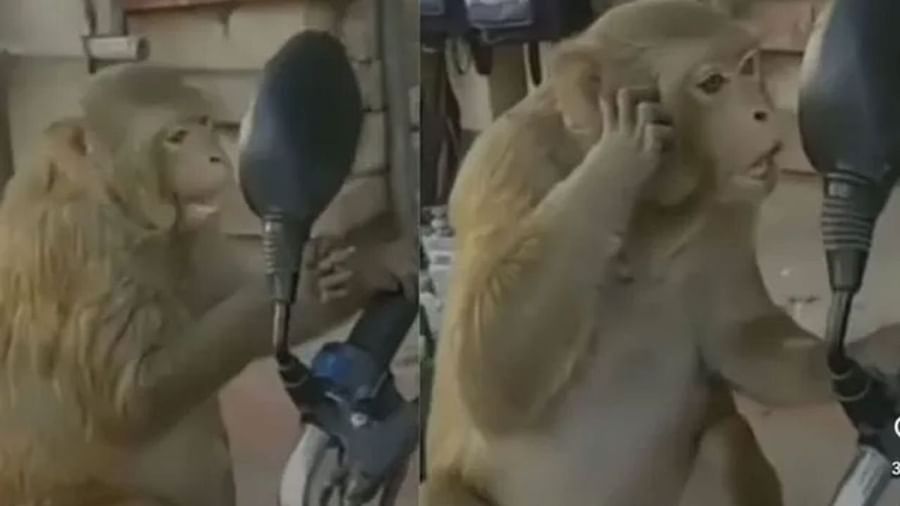 Funny Video : આ વાંદરાએ તો ભારે કરી ! અરીસામાં જોઈને વાંદરો એવો કન્ફ્યુઝ થયો કે જોવા જેવી થઈ