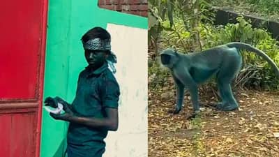 BHARUCH : ઉદ્યોગ નગરીમાં રંગીન પશુઓ અને માણસ નજરે પડયા, જાણો દિવાળીમાં કેમ દેખાયા હોળી જેવા દ્રશ્યો