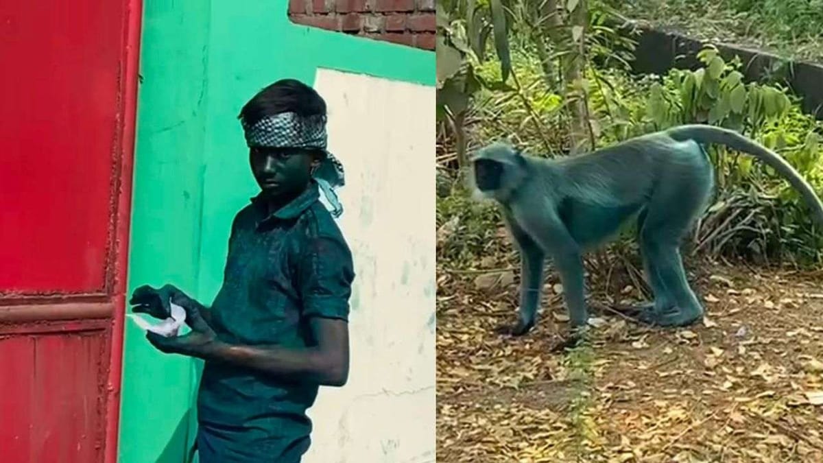 BHARUCH : ઉદ્યોગ નગરીમાં રંગીન પશુઓ અને માણસ નજરે પડયા, જાણો દિવાળીમાં કેમ દેખાયા હોળી જેવા દ્રશ્યો