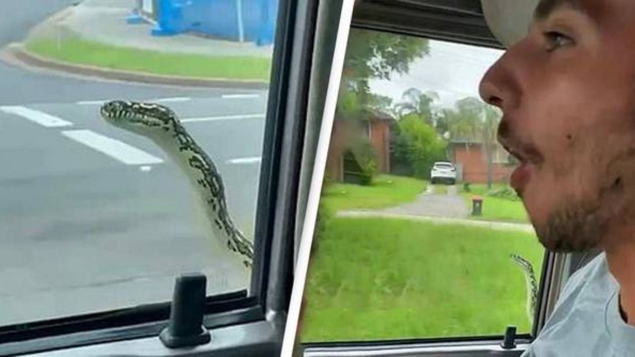 Viral Video : ઝડપથી જઇ રહી હતી કાર અને અચાનક જ કાર પર આવીને પડ્યો આ ખતરનાક સાપ, જુઓ વીડિયો