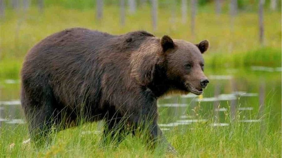 Viral Video : રીંછે કેમેરામાં રેકોર્ડ કર્યો પોતાનો જ વીડિયો, લોકો જોઇને બોલ્યા 'આ રીંછ તો સ્માર્ટ નીકળ્યુ'