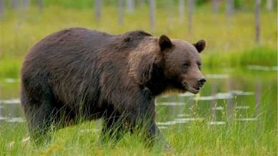 Viral Video : રીંછે કેમેરામાં રેકોર્ડ કર્યો પોતાનો જ વીડિયો, લોકો જોઇને બોલ્યા 'આ રીંછ તો સ્માર્ટ નીકળ્યુ'