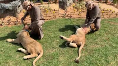 સિંહનો શોખ શેખને ભારે પડી ગયો ! સિંહના બચ્ચાએ શેખના કર્યા હાલ-બેહાલ, Video જોઈને સૌ કોઈ આશ્વર્યમાં