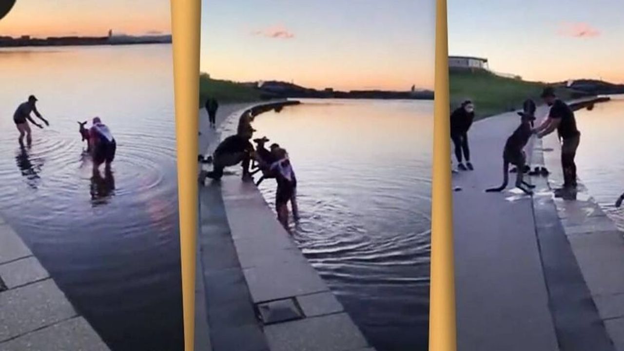 Video : તળાવમાં ફસાયેલા કાંગારૂનુ આ રીતે કરાયુ રેસ્કયુ, લોકોએ આ હિરોની કરી પ્રશંશા