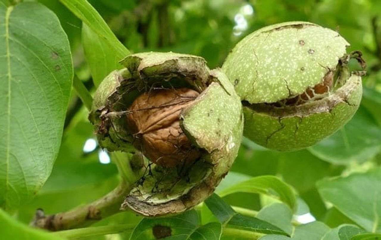 Walnut Cultivation: અખરોટની ખેતીથી ચમકી રહ્યું છે ખેડૂતોનું નસીબ, થાય છે અઢળક કમાણી