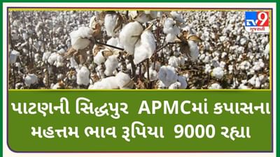 Mandi: પાટણની સિદ્ધપુર APMCમાં કપાસના મહત્તમ ભાવ રૂપિયા 9000 રહ્યા, જાણો જુદા-જુદા પાકના ભાવ