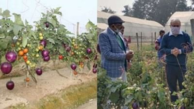 Good News: હવે એક જ છોડમાં ઉગશે ટમેટા અને રીંગણાં, વૈજ્ઞાનિકોને મળી મોટી સફળતા