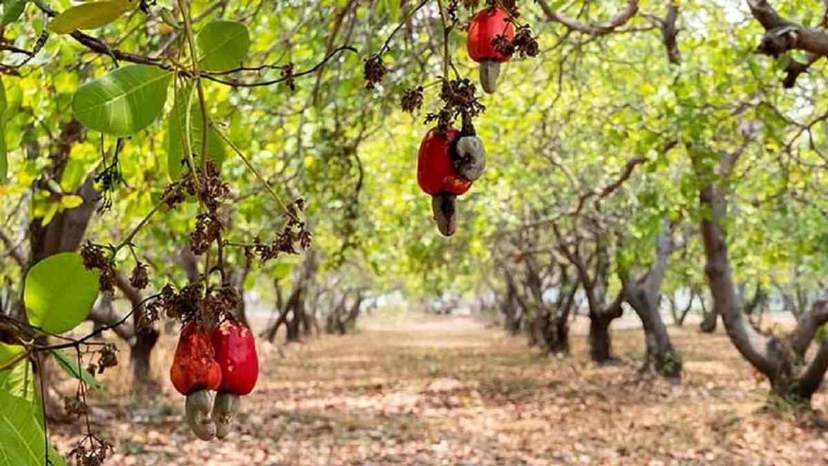 Cashew Cultivation: મહિલા ખેડૂતે કાજુની ખેતીમાં નવી પદ્ધતિ શોધી કર્યું કમાલ, કેન્દ્ર સરકાર પણ કરશે પ્રોત્સાહિત
