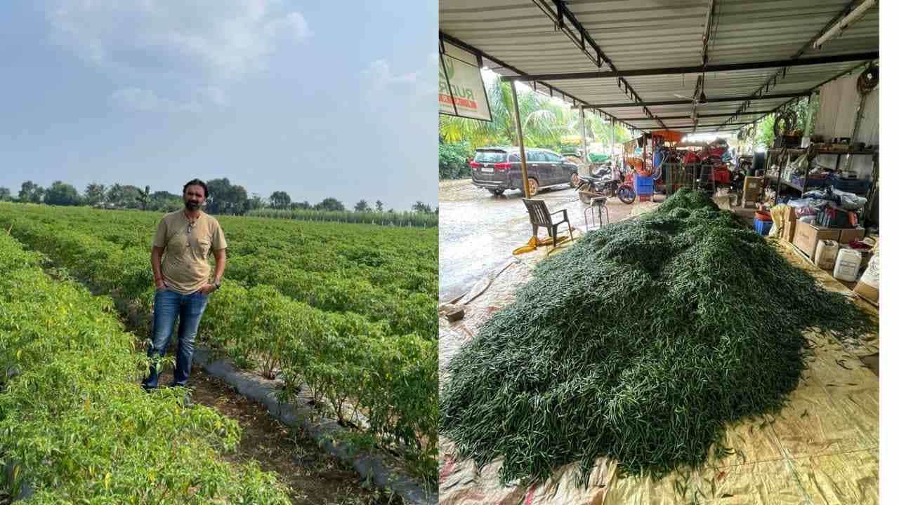 Surat : એન્જીનીયરીંગનો અભ્યાસ અધવચ્ચે છોડી વરાછાના યુવાને મરચાની ખેતીથી મેળવી લાખોની આવક