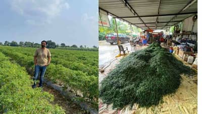 Surat : એન્જીનીયરીંગનો અભ્યાસ અધવચ્ચે છોડી વરાછાના યુવાને મરચાની ખેતીથી મેળવી લાખોની આવક