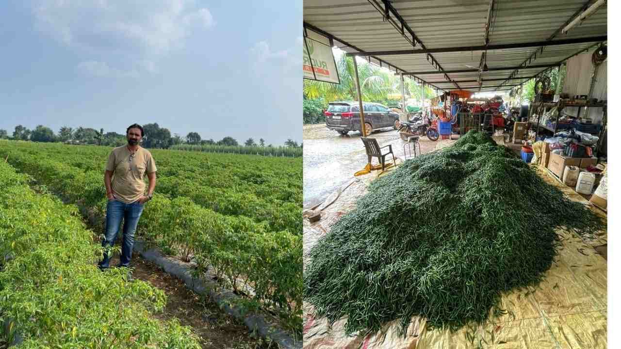 Surat : એન્જીનીયરીંગનો અભ્યાસ અધવચ્ચે છોડી વરાછાના યુવાને મરચાની ખેતીથી મેળવી લાખોની આવક