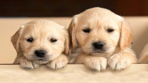 Pet Dog Rules: જાણો દુનિયાના અલગ-અલગ દેશોમાં પાલતુ કૂતરાઓને લઈને કયા કાયદાઓ છે