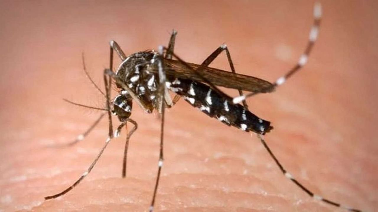 Dengue Cases: દેશની રાજધાની ડેન્ગ્યુના ભરડામાં, કોરોનાથી ચાર ગણા ડેન્ગ્યુના દર્દી, અમુકની હાલત ગંભીર