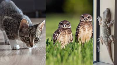 Diwali 2021: જો તમને દિવાળીના દિવસે મળે આ શુભ સંકેતો તો સમજી લો કે સારા દિવસોની થઈ ગઈ છે શરૂઆત