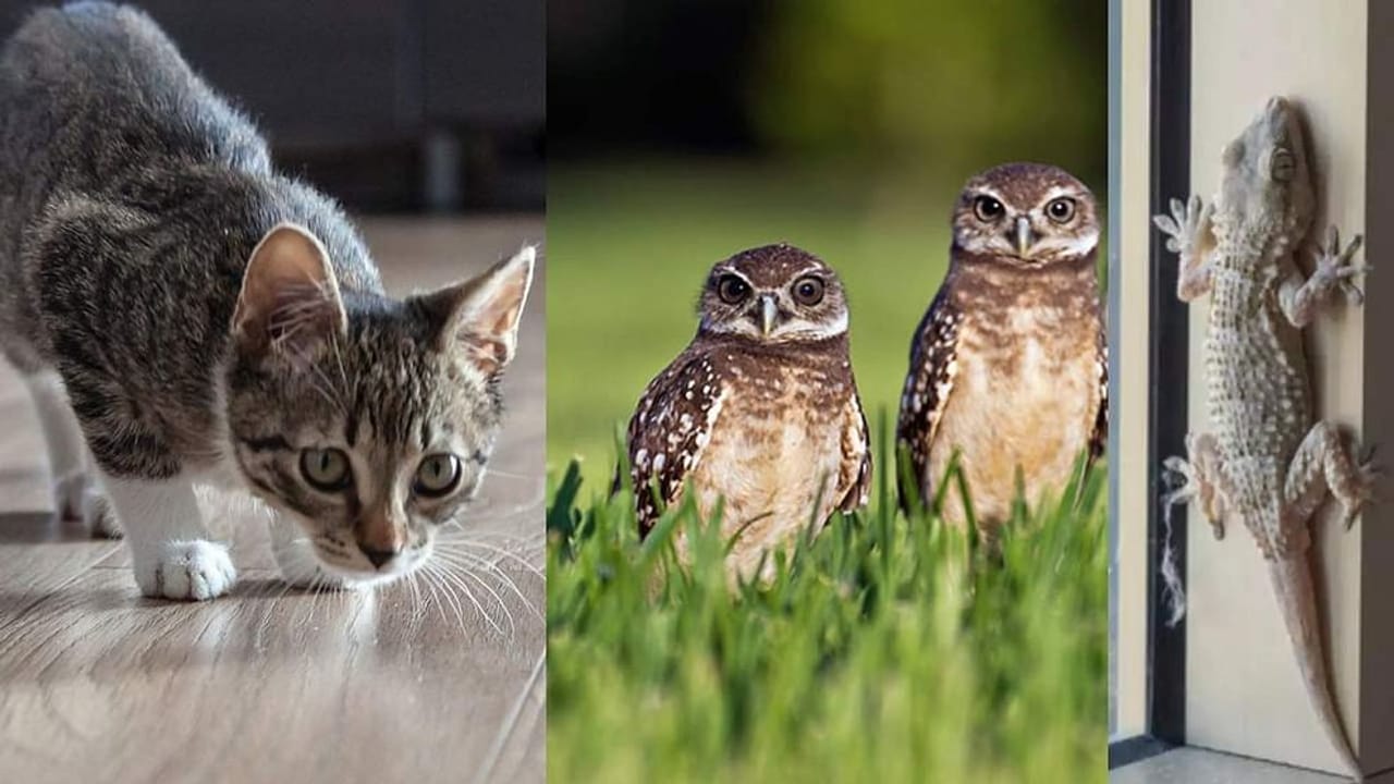 Diwali 2021: જો તમને દિવાળીના દિવસે મળે આ શુભ સંકેતો તો સમજી લો કે સારા દિવસોની થઈ ગઈ છે શરૂઆત