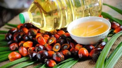 Edible Oil Price: ખાદ્ય તેલને લઈને સરકારે લીધું મહત્વનું પગલું, તેમ છતાં કિંમત ઘટવામાં લાગશે સમય, જાણો આ પાછળનું કારણ