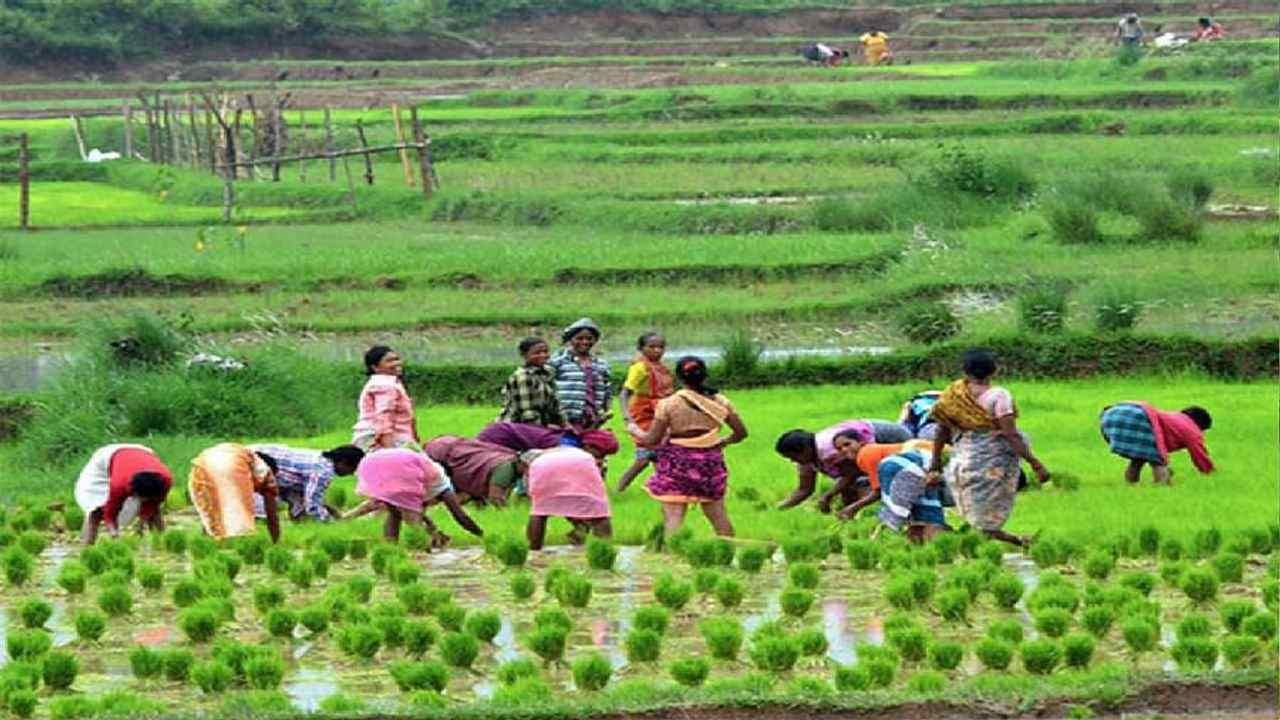 કૃષિ ક્ષેત્રે મહિલાઓનો અભૂતપૂર્વ ફાળો, પ્રાકૃતિક ખેતી દ્વારા સફળતાના શિખર સર કરી રહી છે આ રાજ્યની મહિલાઓ