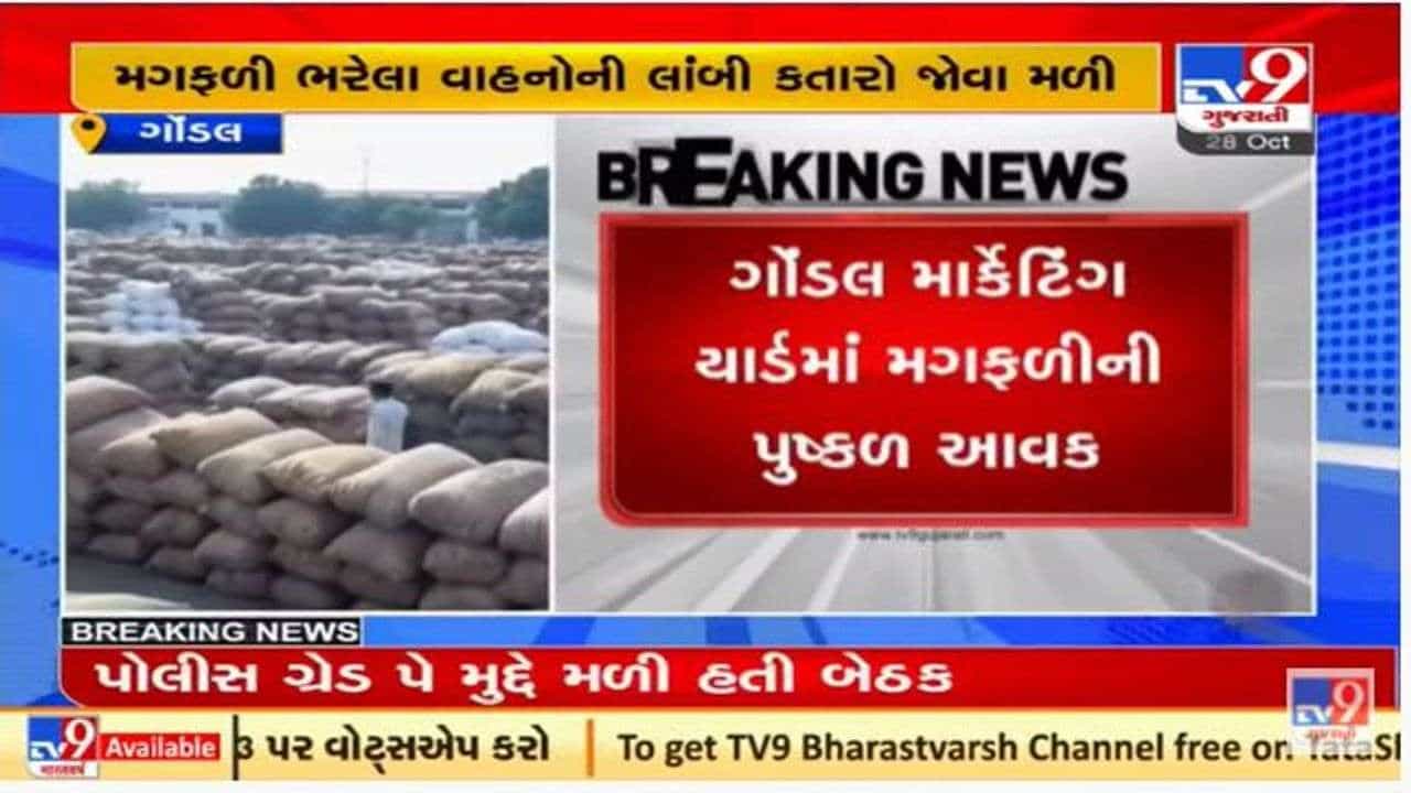 રાજકોટના ગોંડલ માર્કેટ યાર્ડમાં તહેવારો પૂર્વે મગફળીની વિપુલ આવક