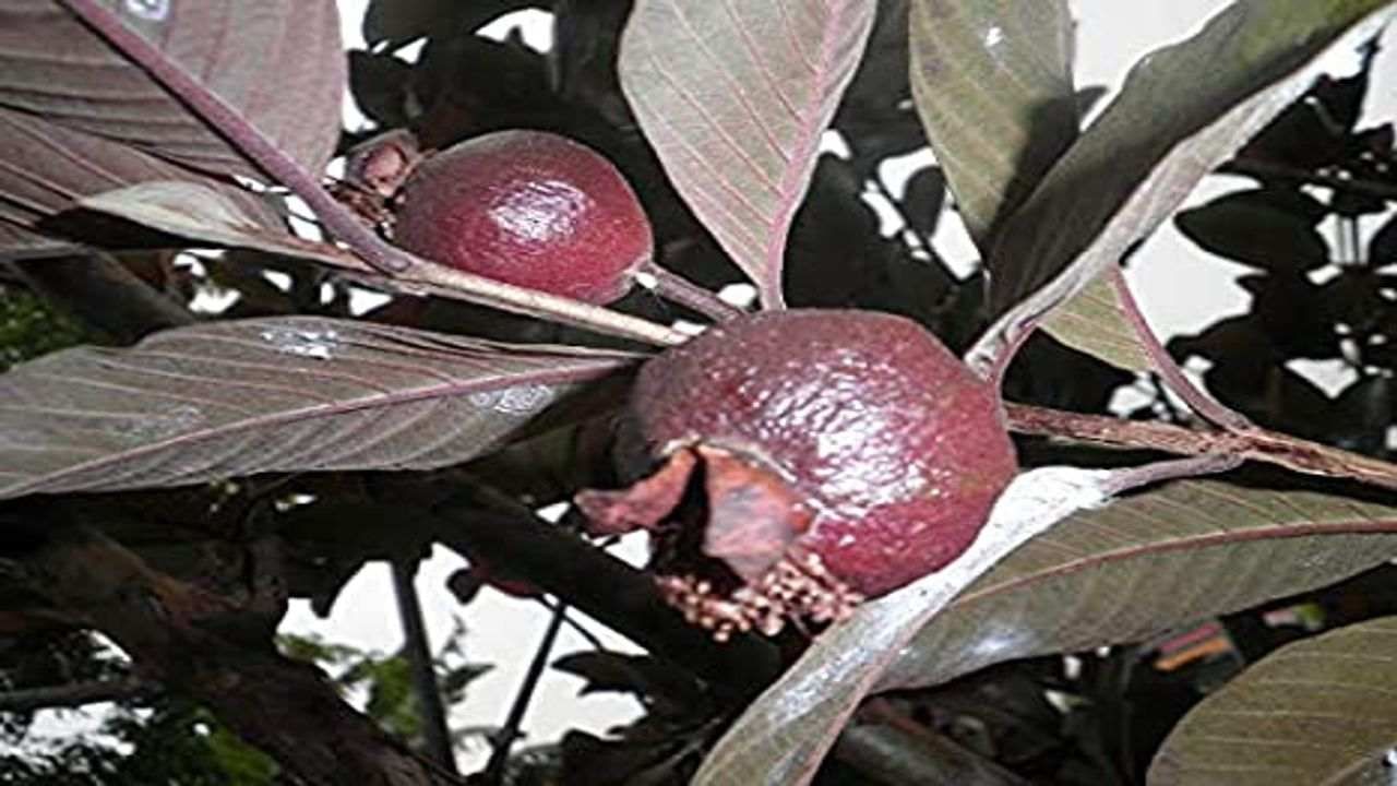 Black Guava Farming: હવે ખેડૂતો કરી શકશે કાળા જામફળની ખેતી, સ્વાસ્થ્ય માટે પણ છે ફાયદાકારક