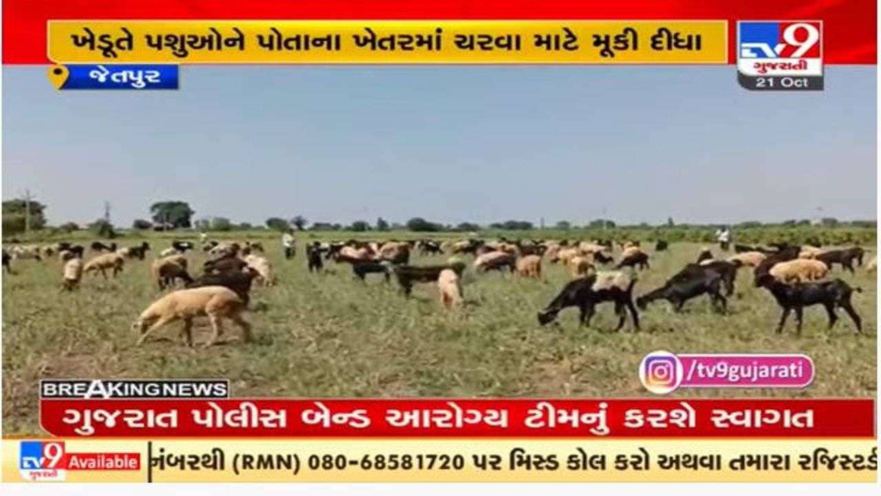 રાજકોટના જેતપુરમાં પાક નુકસાનીથી ખેડૂત લાચાર, પશુઓને પાક ચરવા મૂકી દીધા