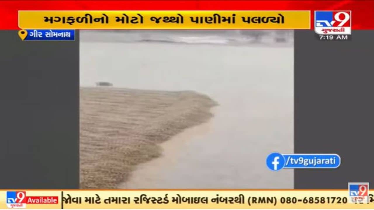 કોડીનારમાં અચાનક વરસાદથી માર્કેટ યાર્ડ બહારનો મગફળીનો જથ્થો પાણીમાં પલળ્યો