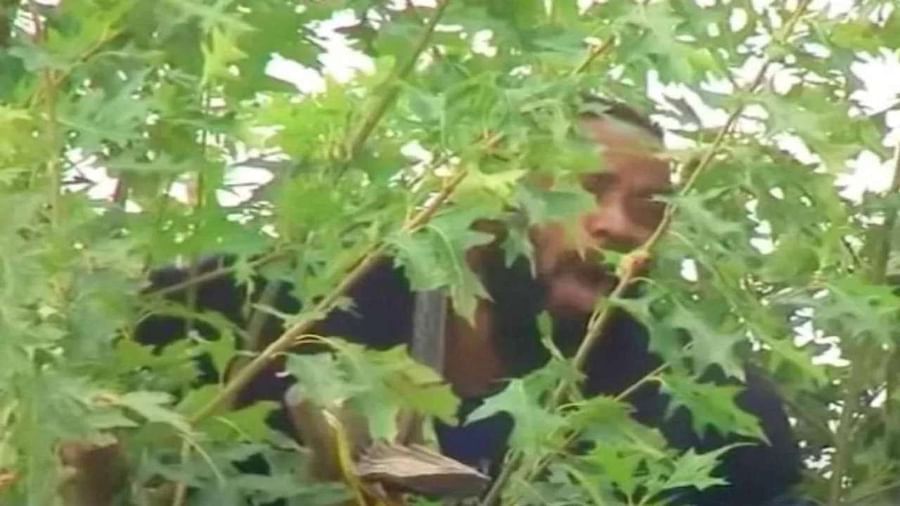 પોલીસ પકડવા આવી તો ઝાડ પર ચઢી ગયો આરોપી, 24 કલાક સુધી પોલીસ નીચે ઉતારવા પ્રયત્નો કરતી રહી