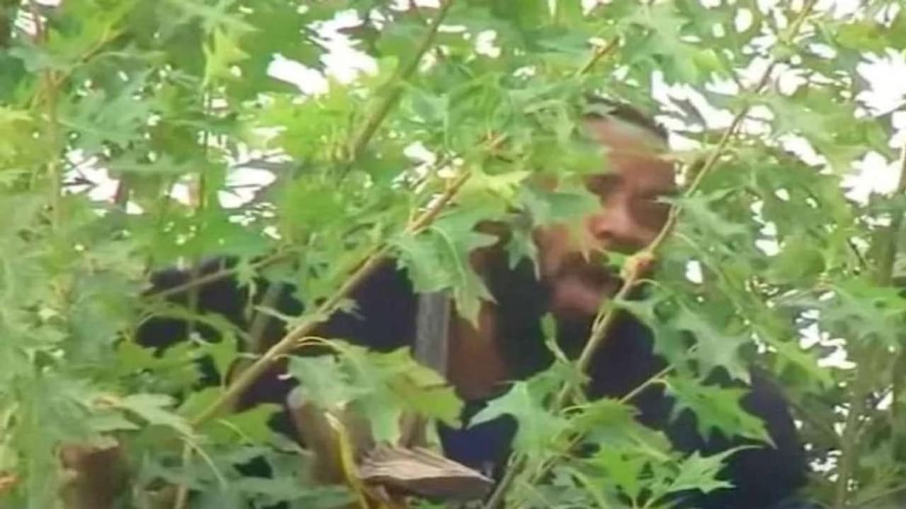 પોલીસ પકડવા આવી તો ઝાડ પર ચઢી ગયો આરોપી, 24 કલાક સુધી પોલીસ નીચે ઉતારવા પ્રયત્નો કરતી રહી