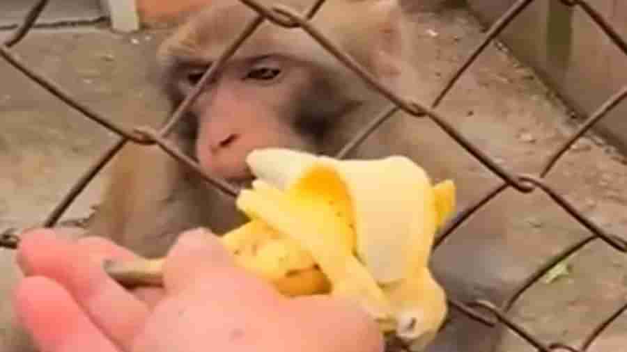 Viral Video : વાંદરાને જબરદસ્તી કેળુ ખવડાવી રહ્યો હતો વ્યક્તિ અને પછી થયુ કઇંક એવું કે વીડિયો થઇ ગયો વાયરલ