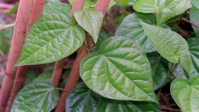 Betel Vine: દુબઇ અને સાઉદી અરેબિયા જેવા દેશમાં નિકાસ થતા પાનની આ જાતને મળ્યો જીઆઇ ટેગ