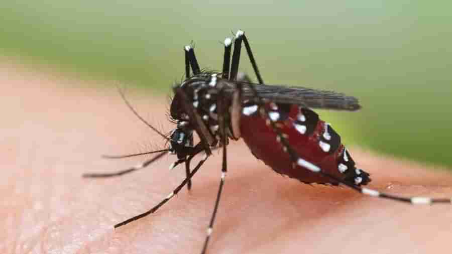 Zika Virus in UP: કેરળ બાદ હવે ઉત્તરપ્રદેશમાં ઝિકા વાયરસનો પ્રથમ કેસ આવ્યો સામે, કાનપુરમાં એક દર્દીમાં મળ્યા લક્ષણો