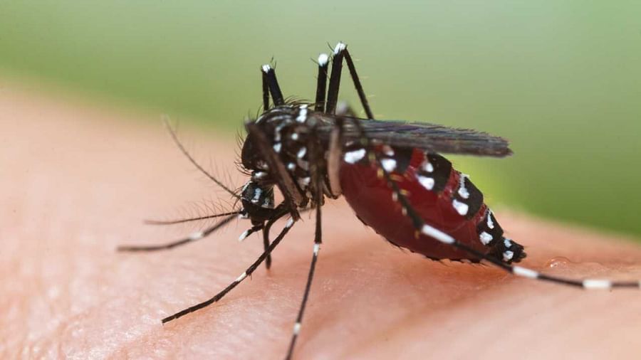 Zika Virus in UP: કેરળ બાદ હવે ઉત્તરપ્રદેશમાં ઝિકા વાયરસનો પ્રથમ કેસ આવ્યો સામે, કાનપુરમાં એક દર્દીમાં મળ્યા લક્ષણો