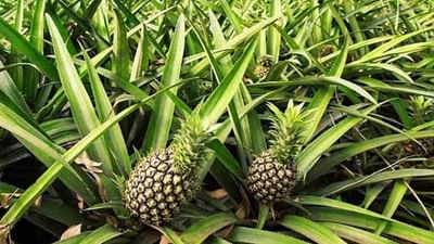 Pineapple Farming : અનાનસની ખેતી માટે શ્રેષ્ઠ છે આ ચાર જાત, કૃષિ વૈજ્ઞાનિકે આપી માહિતી