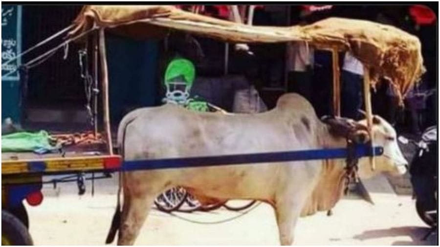 Viral Video: દેશી જુગાડનો ઉપયોગ કરીને વ્યક્તિએ બળદ માટે બનાવ્યો શેડ, Video સોશિયલ મીડિયામાં વાયરલ