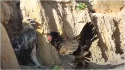 Viral Video : બચ્ચાંને બચાવવા આ મરઘી ગરુડ સાથે લડી, કેમેરામાં ઘટનાની તમામ પળ કેદ, લોકો બોલ્યા 'એક મા જ આમ કરી શકે'