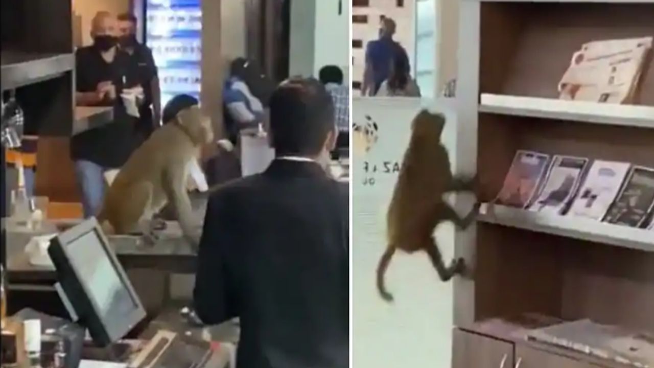 Video: આ વાંદરાએ તો ભારે કરી ! એરપોર્ટમાં એવી ધમાલ મચાવી કે સ્ટાફના નાકે દમ આવી ગયો