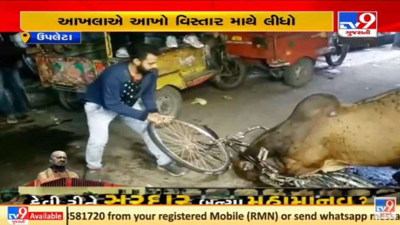 રાજકોટના ઉપલેટામાં સાયકલમાં માથું ફસાતા આખલાએ ધમાલ મચાવી, જુઓ વિડીયો રાજકોટના ઉપલેટામાં સાયકલમાં માથું ફસાતા આખલાએ ધમાલ મચાવી, જુઓ વિડીયો