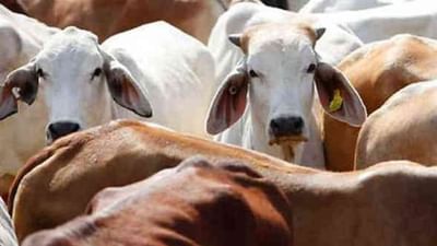 Gir somnath : ગૌઆધારિત ખેતીથી સુત્રાપાડાના ખેડૂતને મળી અભૂતપૂર્વ સફળતા, જાણો કેવી રીતે ?